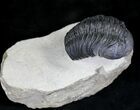 Morocops Trilobite - Foum Zguid, Morocco #21035-4